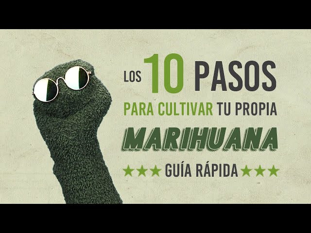 The 10 Steps to Growing Your Own Marijuana (Quick Guide) - Sock Kush
