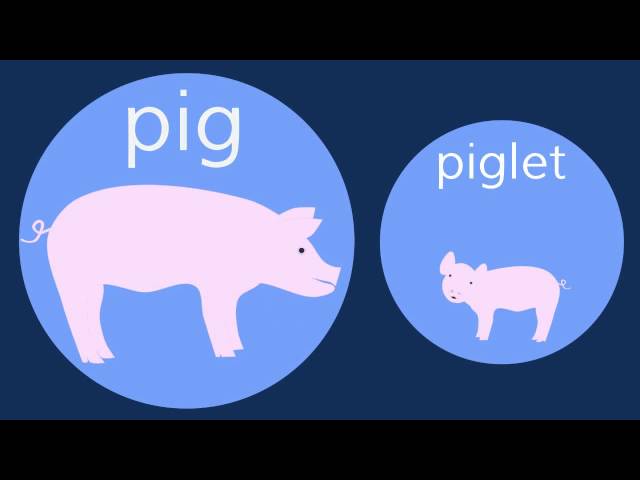 The Baby Animals Song