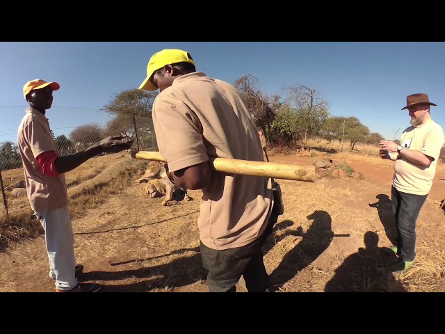 SAFC 2018 Animal Interaction  ¦ POV 360° ¦ 5K ¦ Garmin Virb 360 ¦ RAW FOOTAGE