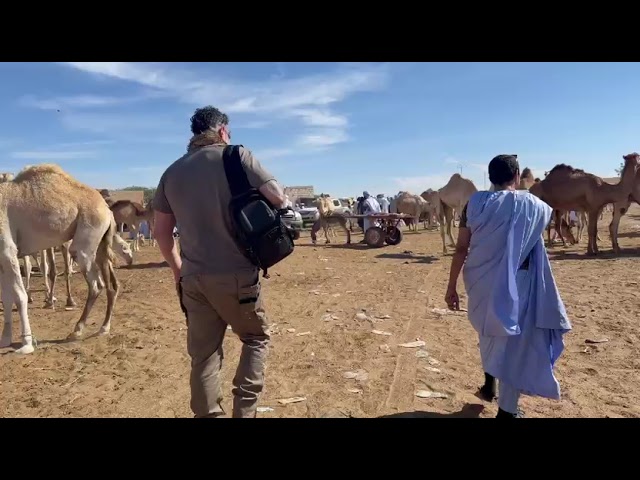 Do or Die Adventures - Camel Market