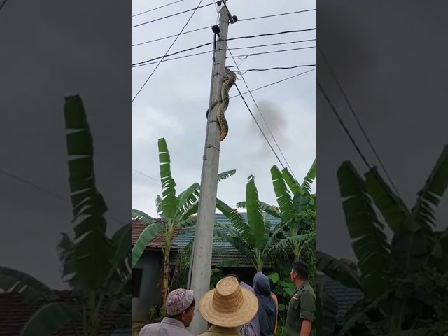 What Happens When a Python Gets SHOCKED by Electricity