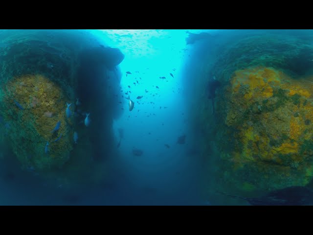 Stacked Stingrays at Northern Arch (360 3D 8K) | Insta360 Pro 2 | Mantis Sub housing