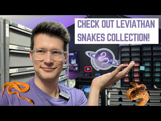 I Visited Leviathan Snakes (USA) - These Are My Top 5 Ball Pythons!