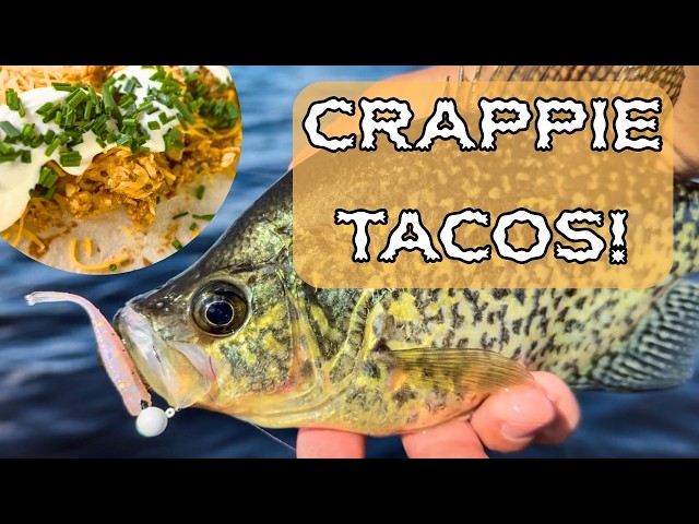 I Caught Dinner in 30 Minutes! (Crappie Taco Catch & Cook)