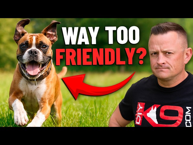 Is The BOXER Right For You!