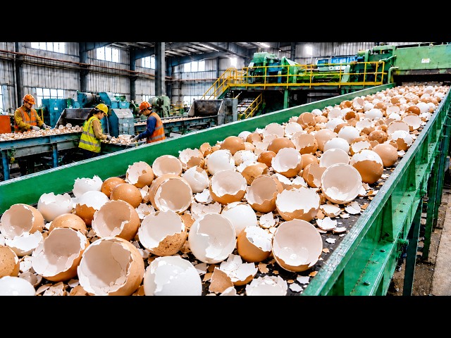 Millions of Eggshells Turned Into Luxury Countertops  Inside a Massive Recycling Factory
