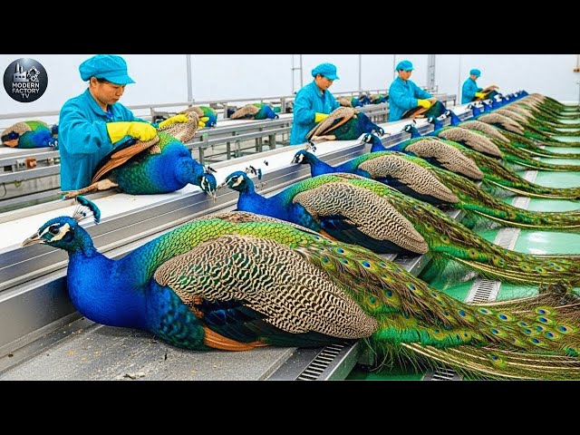 Inside Modern Peacock Farming Industry: From Hatchlings to Premium Feathers (Full Process)