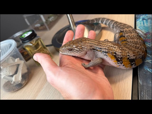 VENOMOUS & Non Venomous Animals, Fish, & Reptiles!