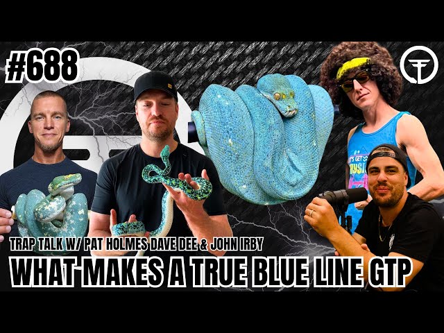 What Makes A TRUE Blue Line Green Tree Python | Trap Talk With MJ Live
