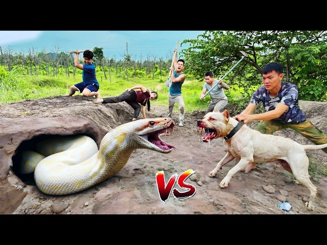 3 Brave Hunters Use a Pitbull to Catch a Ferocious Giant White Python