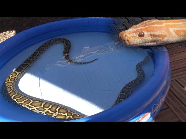 My pet Burmese Pythons swimming in a pool - Albino and normal Molurus Bivittatus