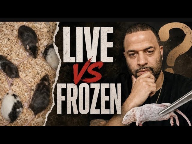 Should You Feed Your Snakes Live or Frozen Thawed?