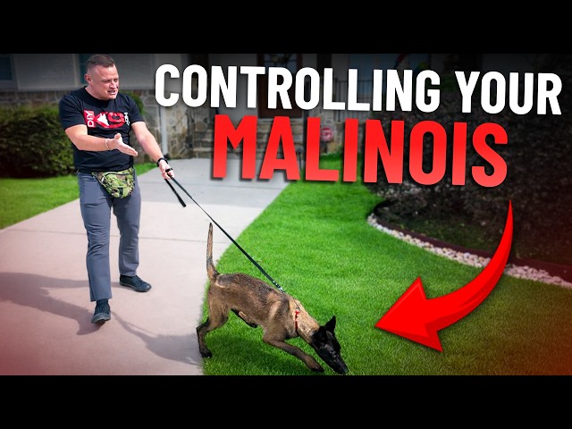 How to Stop Leash Pulling FAST With A High Drive Dog!