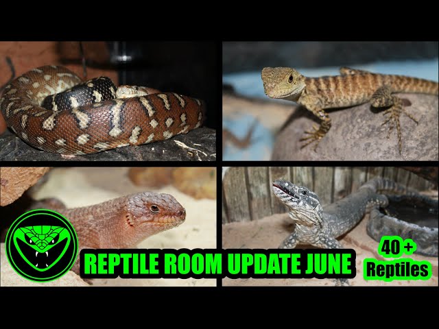 REPTILE ROOM UPDATE JUNE 2026