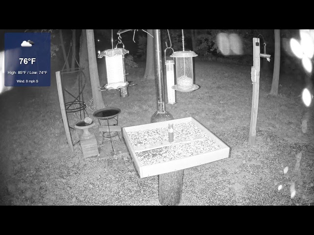 Beyond The Field Guide Live Stream