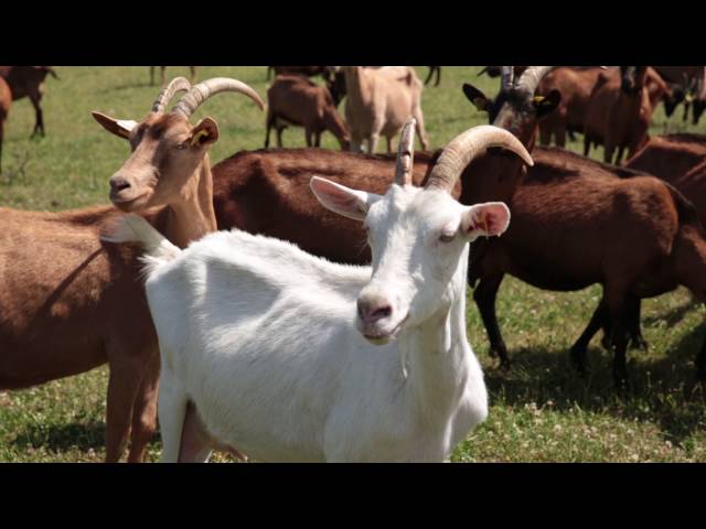 GAEC Varry Pays'en Bio