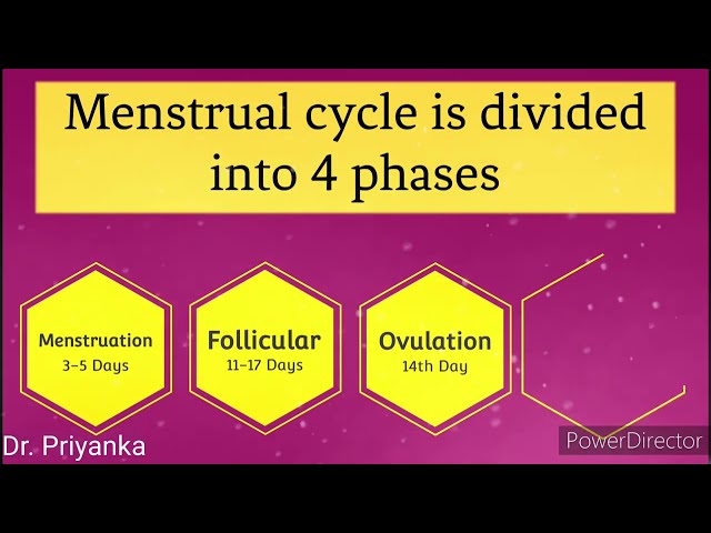 Menstruation and it's phases