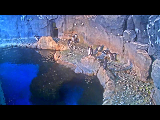 Penguin Cam Live | Pittsburgh Zoo & PPG Aquarium Webcam