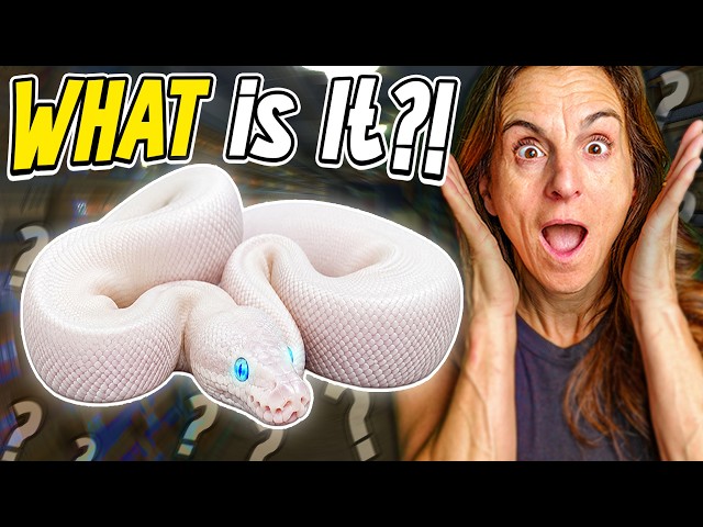 Why Did We Hatch PURE WHITE Snakes?!