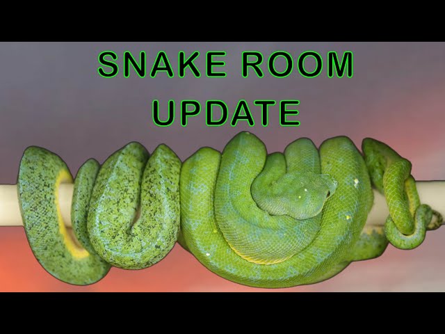 Typical Day In The SNAKE ROOM | Ball Pythons & Green Tree Pythons