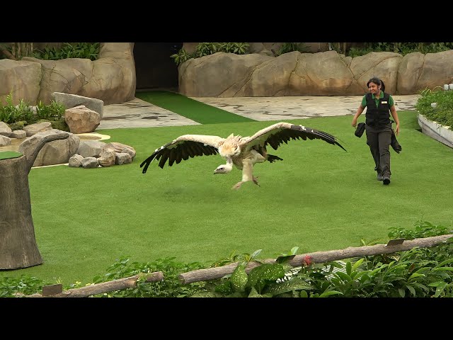 Singapore Bird Paradise Show
