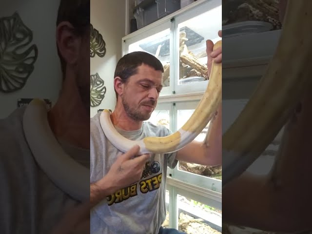 "Coffee with Snakes" LIVE Stream 1/11/25  Snake behavior and Socializing 