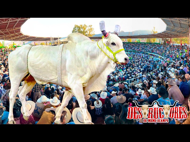 YOU WON'T BELIEVE WHAT THIS BULL DID! The Destroyers in Action 2026