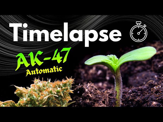 Timelapse⏱️ AK-47 AUTOMATIC | Day 0 - 80