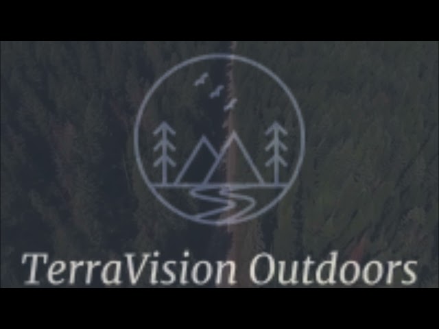 Field Judging Black Bears