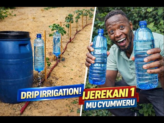 Uko Avomera Ibiti n’Imboga Akoresheje Igitonyanga n’Amacupa ya Plastike 😳💧 | Ijerikani 1 Mu Cyumweru