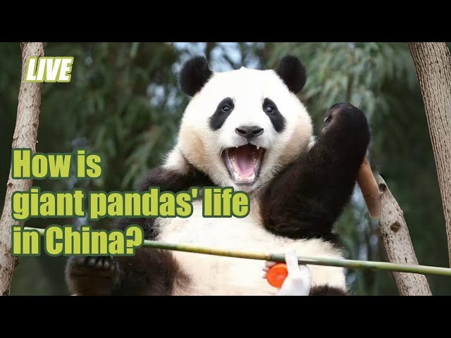 LIVE: 새끼 판다들이 매일 당신과 동행합니다 Giant Pandas' daily life in Sichuan