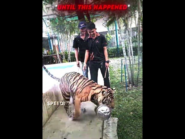 iShowSpeed meets Tigers and this happens... 😂