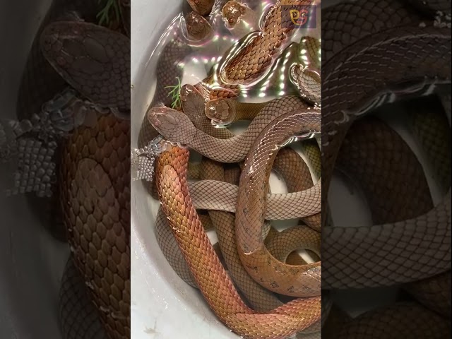 Snakes Dive Behind and Sit! Shocking Moments 🐍 #Shorts