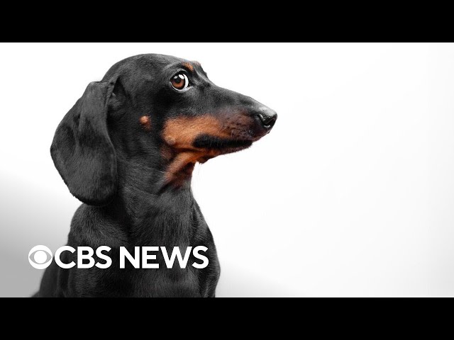 Dogs can learn new words by eavesdropping on people, study finds