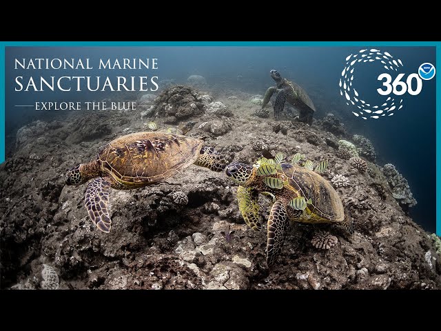 Explore the Blue: 360° Hawaiian Adventure