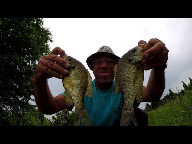Shellcracker Fishing With Worms