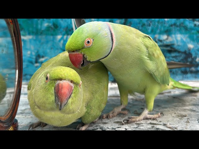 Talking Parrot | Funny Parrot | Dancing Parrot 