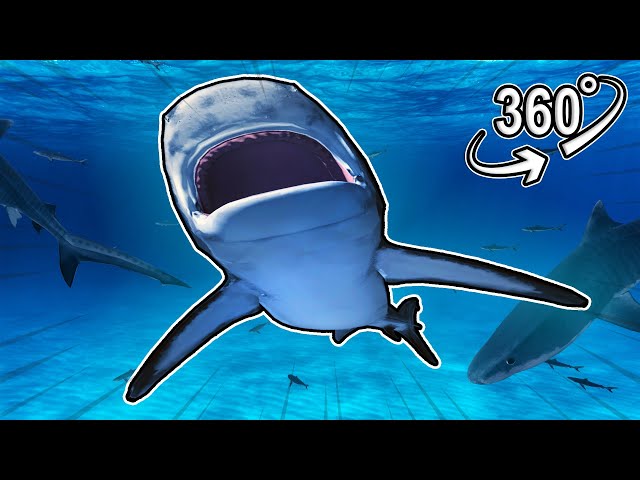 Silly Shark | VR 360°