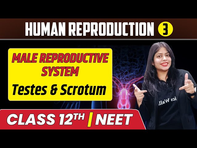 Human Reproduction 03 | Male Reproductive System | Testes & Scrotum | Class 12th/NEET