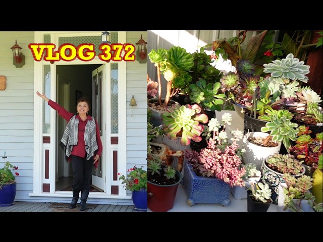A New Place For Growing Succulents | VLOG #371 - Growing Succulents with LizK