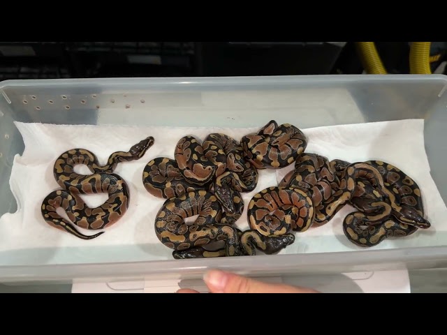 Double Het Sunset Albinos Ball Pythons Have HATCHED!