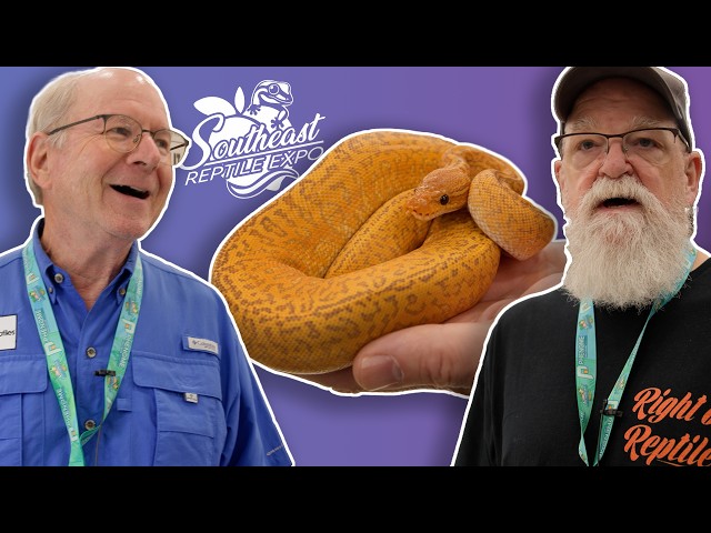 Most Stunning Snakes of Southeast Reptile Expo | Fall 2026 | #ballpython #snake #reptiles