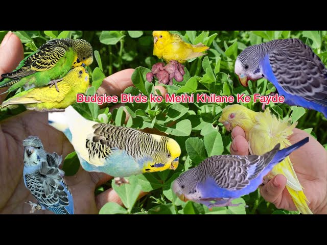 Green Food Bennefits For Budgies Parrots || Budgies Birds ko Methi Khilane Ke Fayde