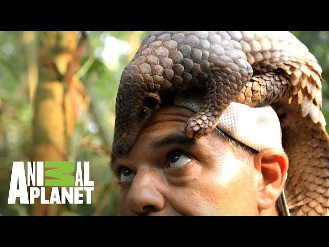 Pangolin curls up to protect itself | Wild Frank: Dragons | Animal Planet