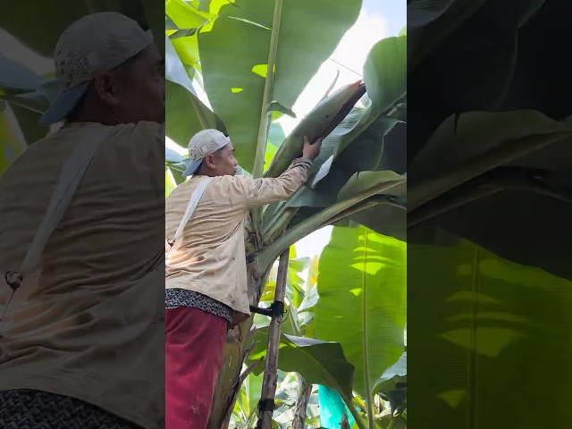 Banana Farming | Measuring Polybags and Male Bud Removal #tips #banana #tutorial