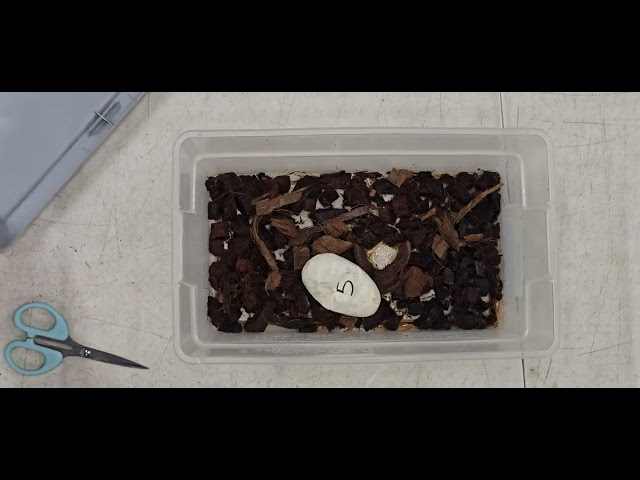 Ball Python Cutting Clutch #2026-05