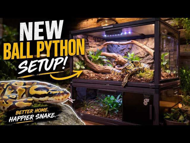 Ball python set up 