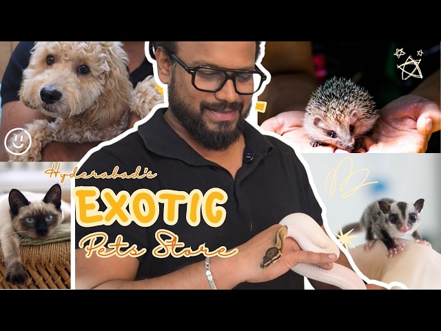 Exotic Pet store in Hyderabad | India | Aman Pet store | Vlog