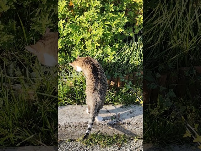 LittleKitty🐈#lol #viralvideo #funny #cat #shortvideo #trending #amazing #cute #video #animals #trend