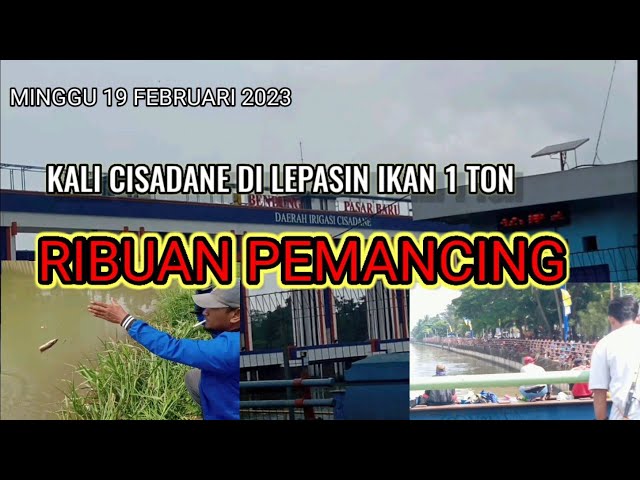 RIBUAN PEMANCING DI KALI CISADANE!!! DI LEPASIN IKAN 1 TON #mancingmania #mancingbareng